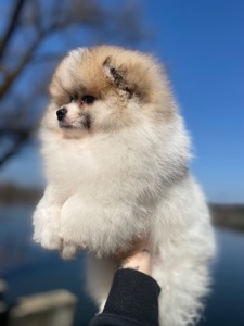 Хлопчик у ведмежому типу