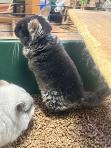 Шиншила дівчатка та хлопчики сірі, білі, бежеві, чорні