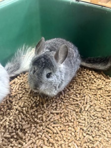 Шиншила дівчатка та хлопчики сірі, білі, бежеві, чорні