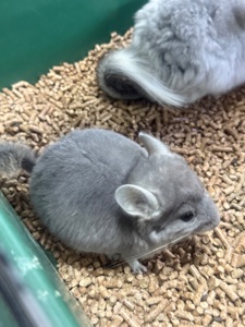 Шиншила дівчатка та хлопчики сірі, білі, бежеві, чорні