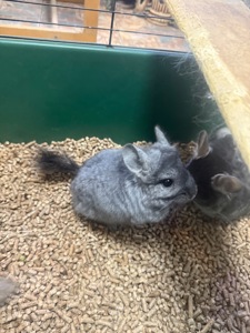 Шиншила дівчатка та хлопчики сірі, білі, бежеві, чорні