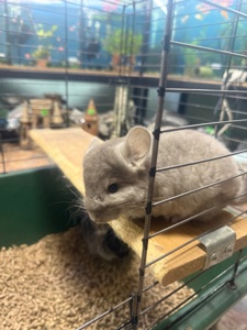 Шиншила дівчатка та хлопчики сірі, білі, бежеві, чорні