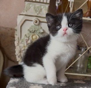 Яскрава Шотландське Кошеня