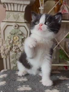 Яскрава Шотландське Кошеня