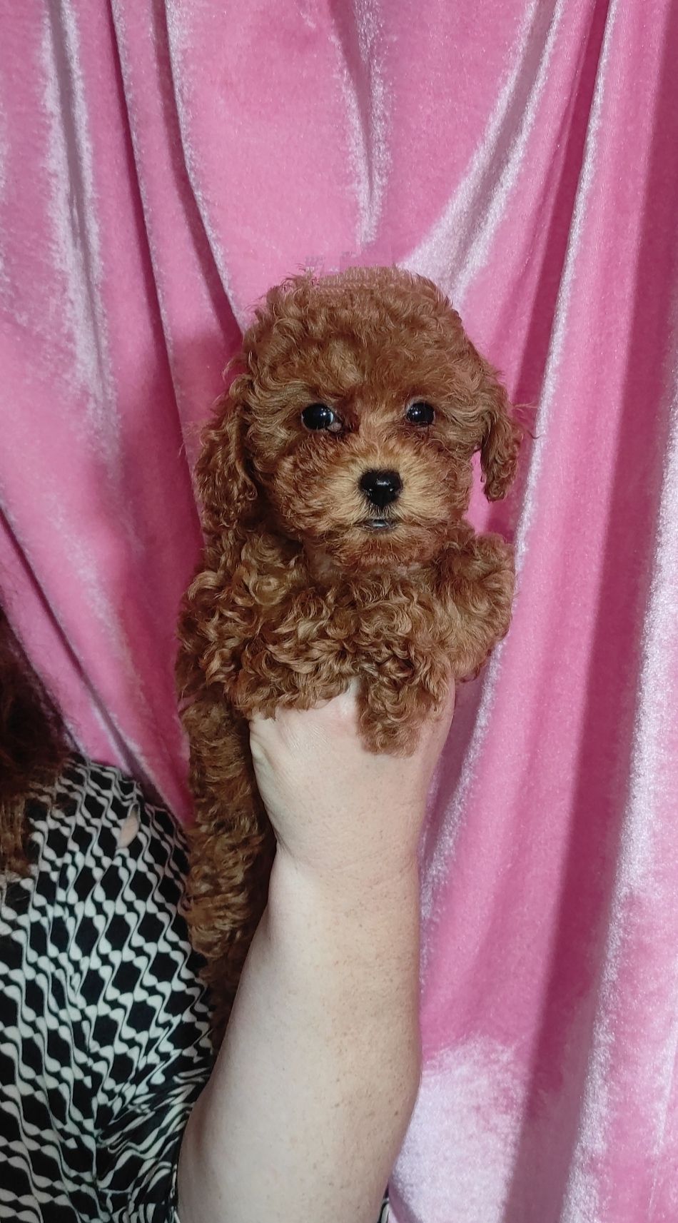 Той Пудель без недоліків Ред Браун з документами клубу