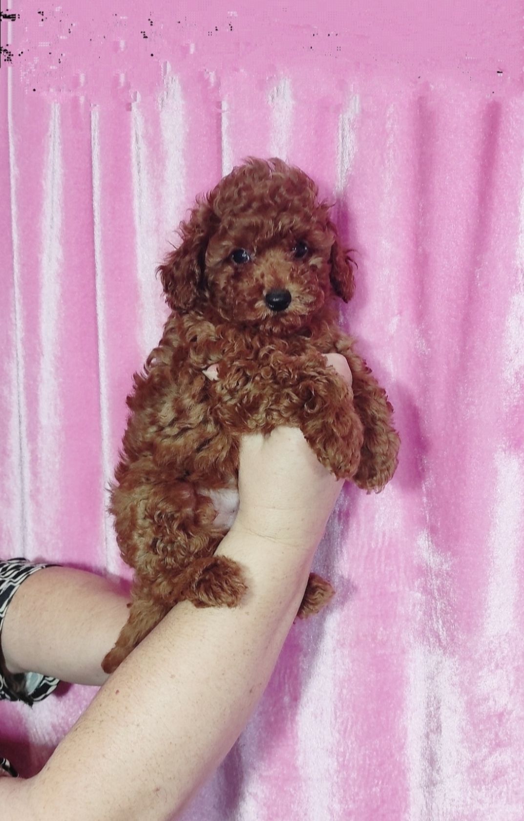 Той Пудель без недоліків Ред Браун з документами клубу