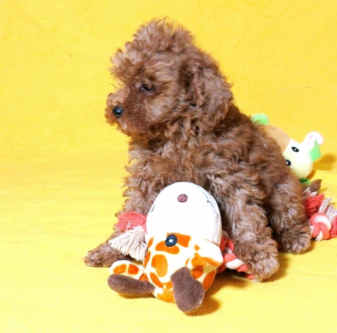 Той Пудель без недоліків Ред Браун з документами клубу