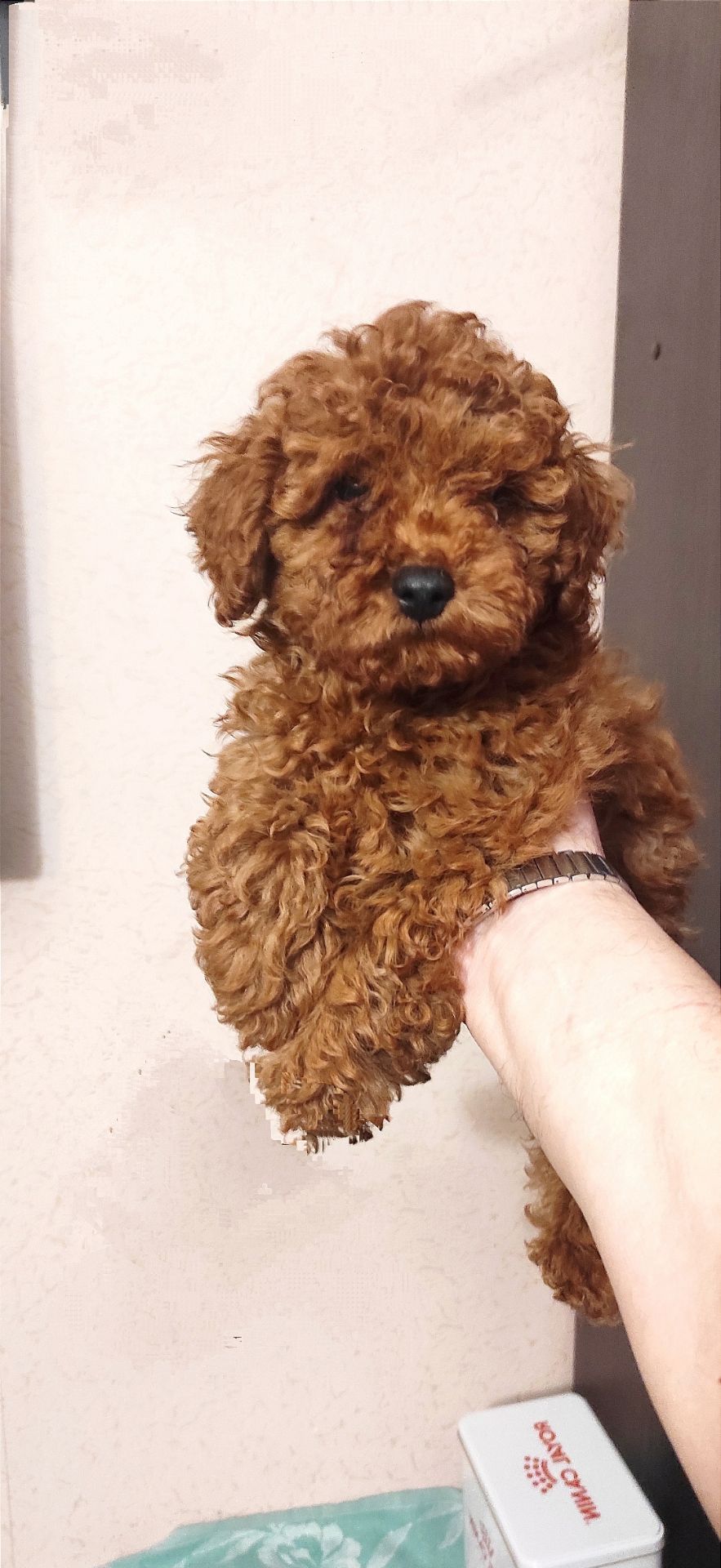 Той Пудель без недоліків Ред Браун з документами клубу