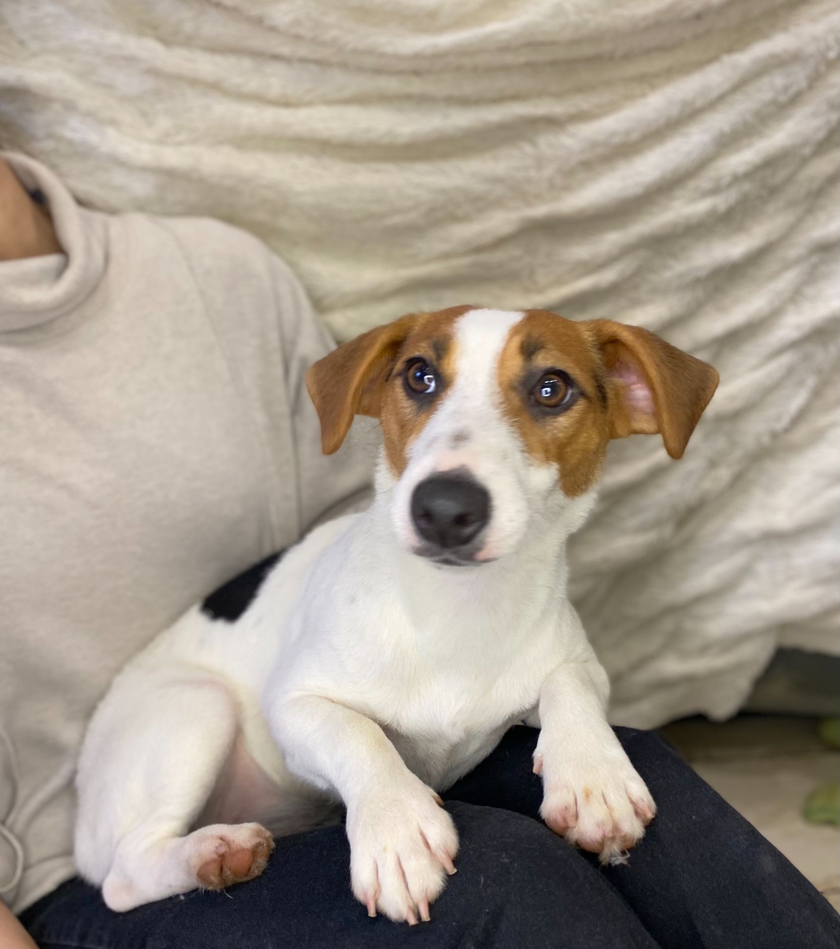 Дівчата джек рассел, грайливі цуценята