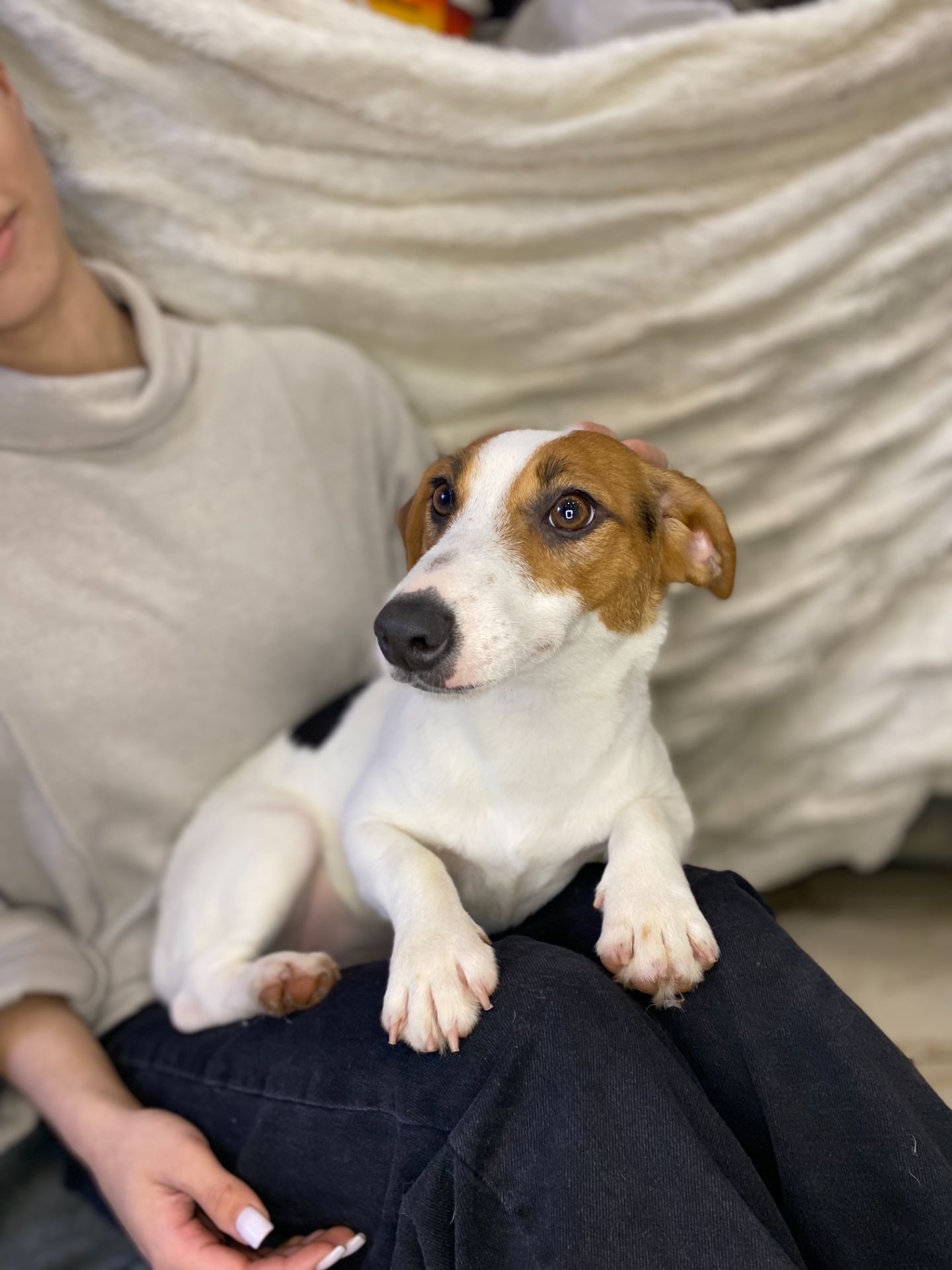 Дівчата джек рассел, грайливі цуценята