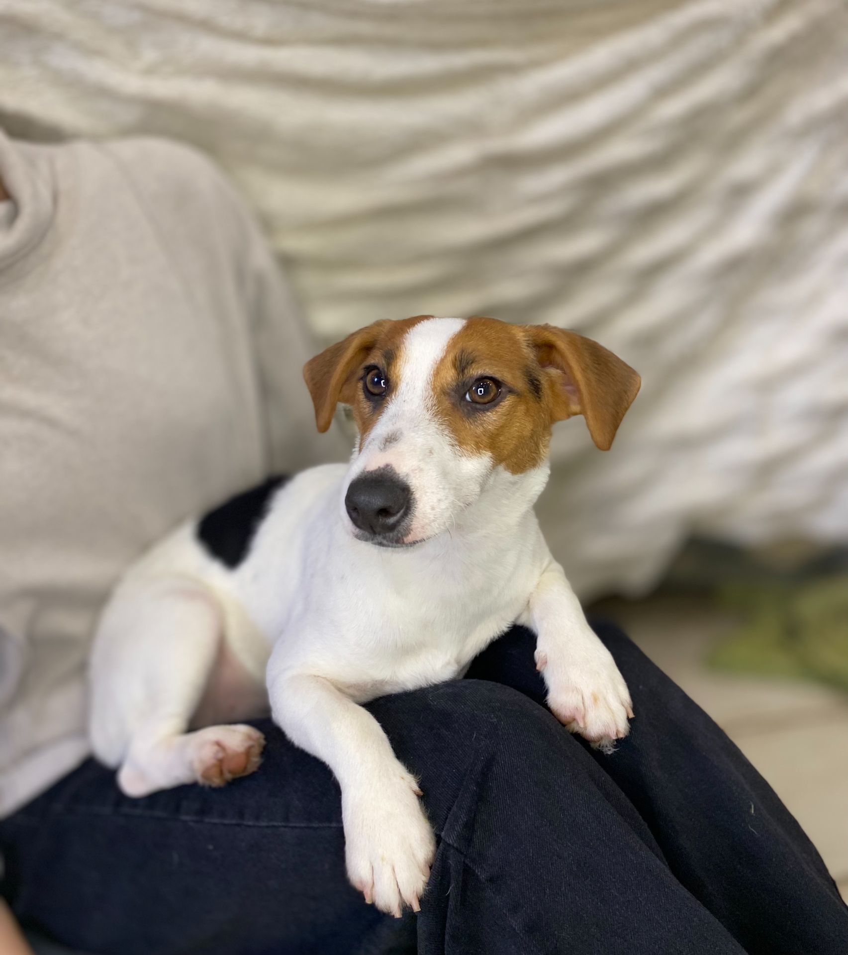 Дівчата джек рассел, грайливі цуценята