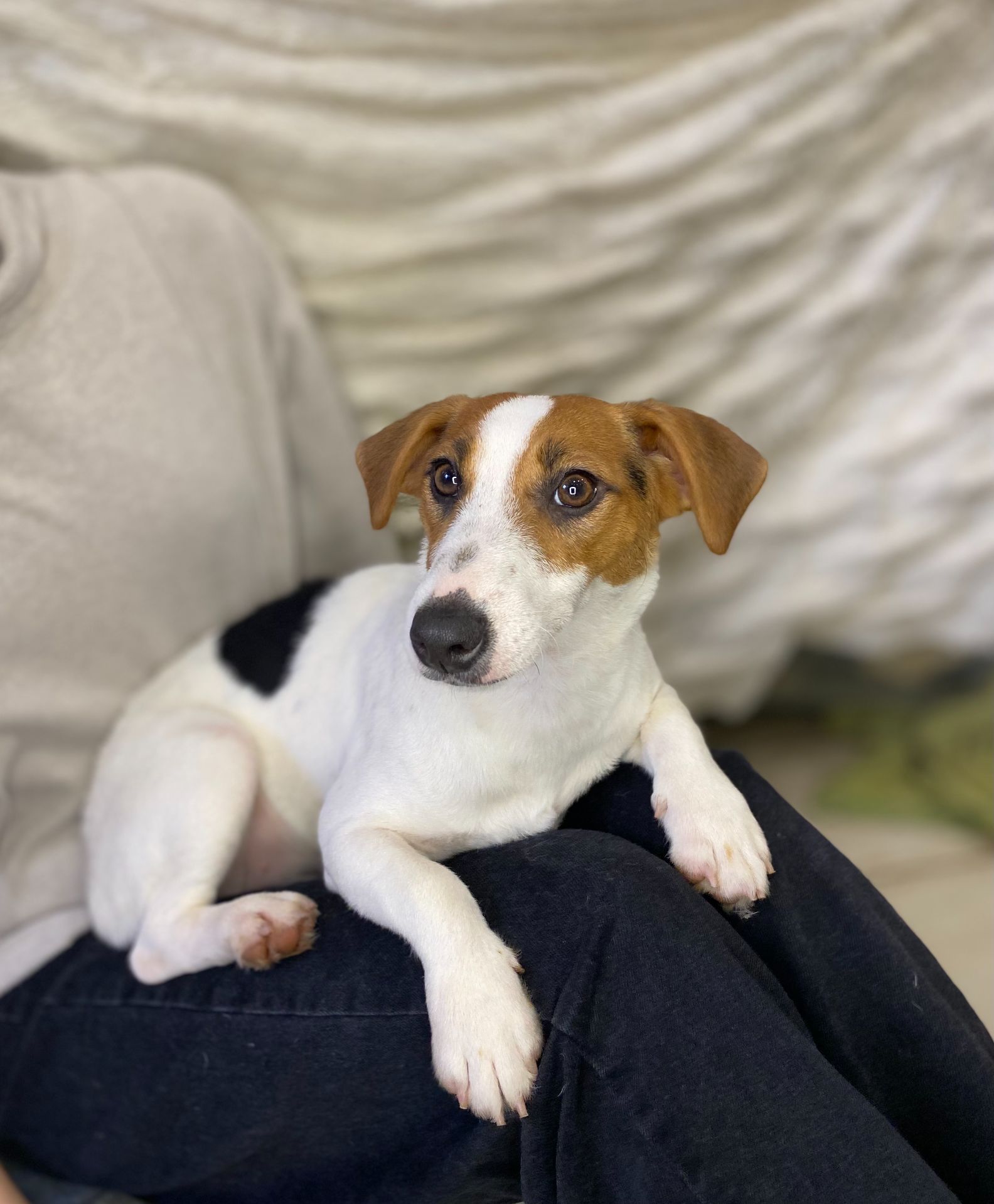 Дівчата джек рассел, грайливі цуценята