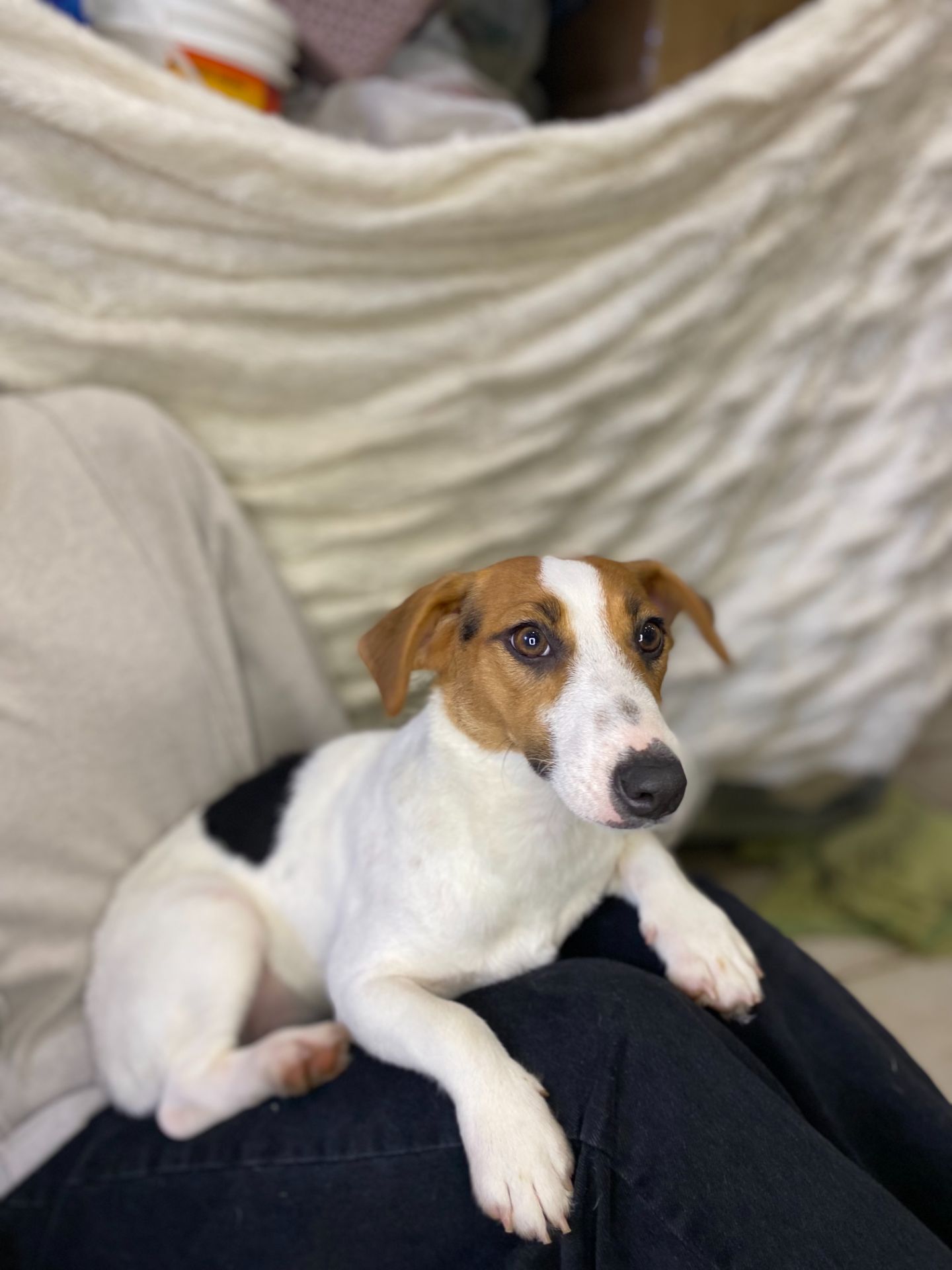 Дівчата джек рассел, грайливі цуценята