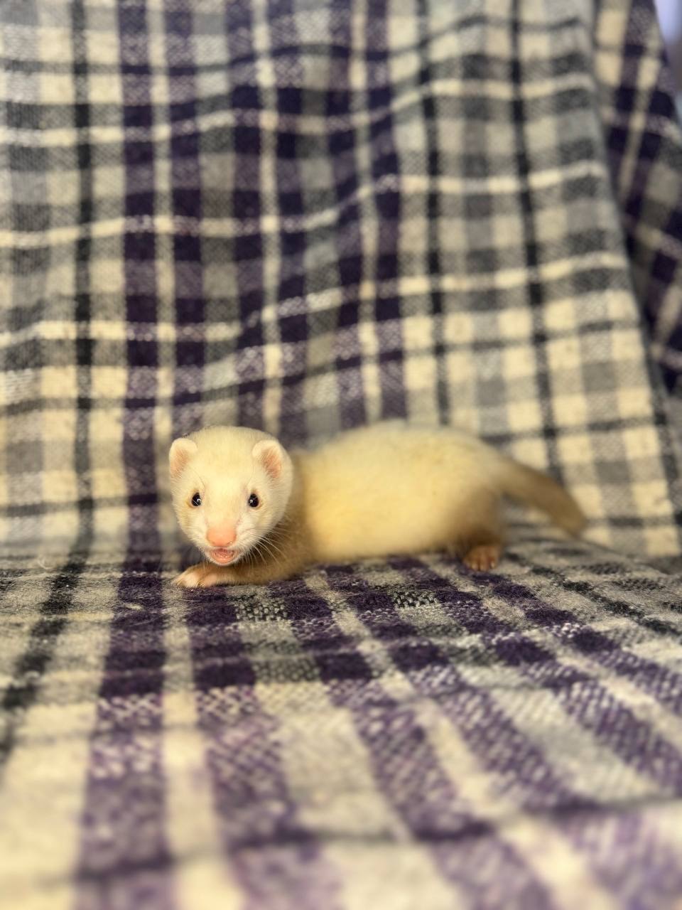 Тхір, Фретка, ручний тхір