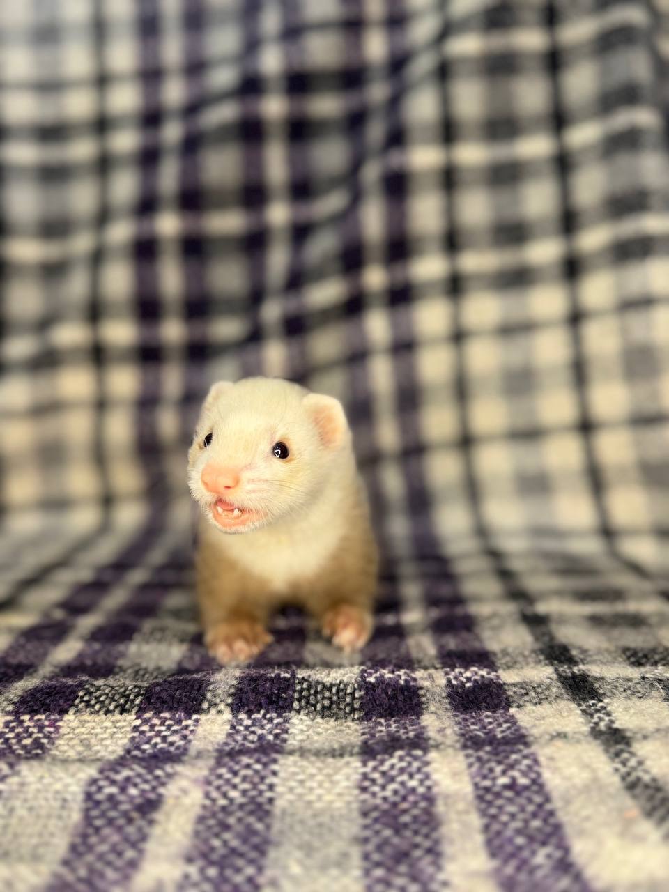 Тхір, Фретка, ручний тхір