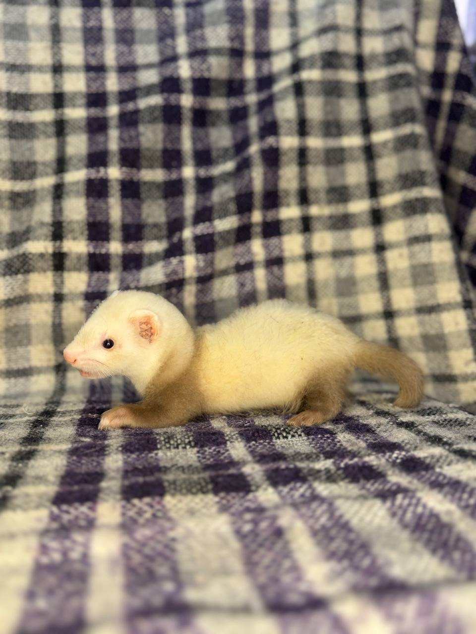 Тхір, Фретка, ручний тхір