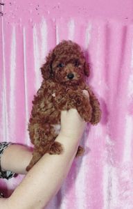 Той Пудель без недоліків Ред Браун з документами клубу