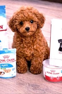 Той Пудель без недоліків Ред Браун з документами клубу