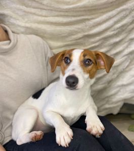 Дівчата джек рассел, грайливі цуценята