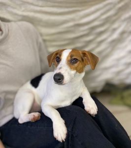 Дівчата джек рассел, грайливі цуценята