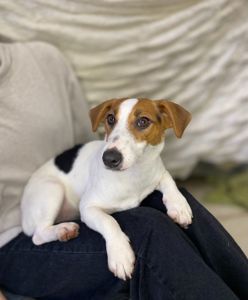 Дівчата джек рассел, грайливі цуценята