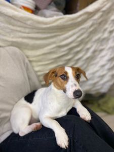 Дівчата джек рассел, грайливі цуценята