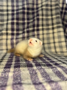 Тхір, Фретка, ручний тхір