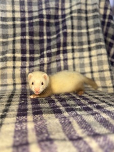 Тхір, Фретка, ручний тхір