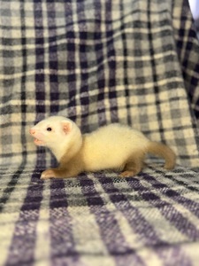 Тхір, Фретка, ручний тхір