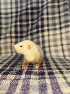 Тхір, Фретка, ручний тхір