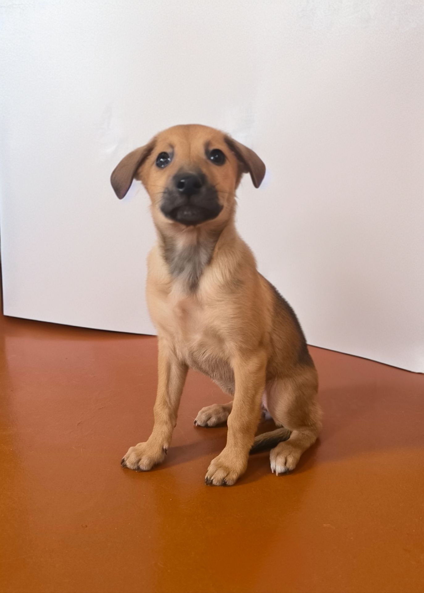 Цуценята дівчата в люблячу родину