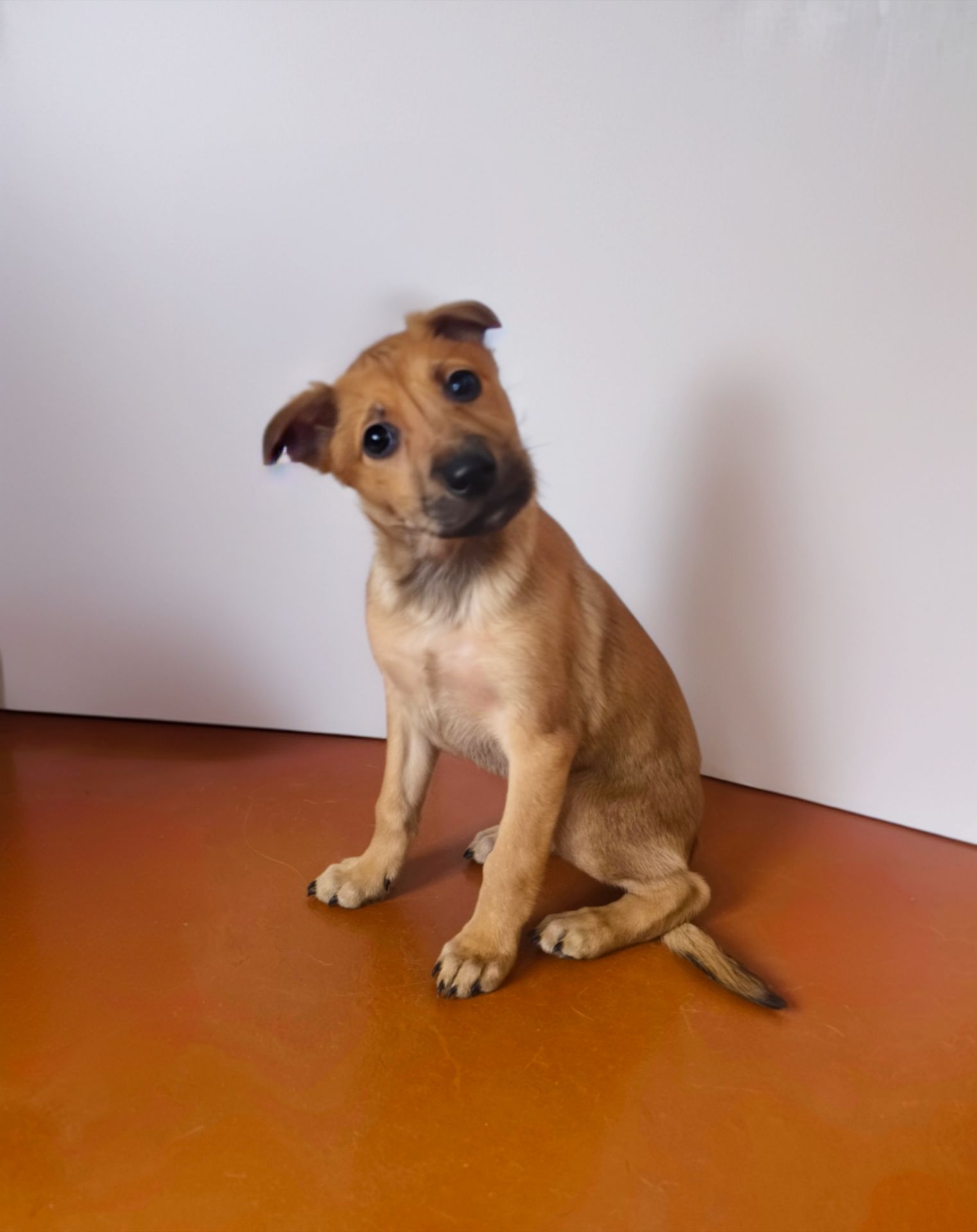 Цуценята дівчата в люблячу родину