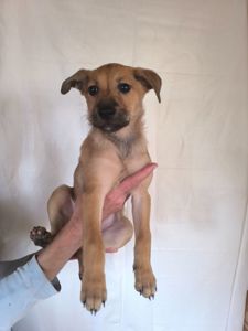 Цуценята в люблячу родину