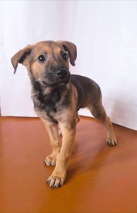 Цуценята в люблячу родину