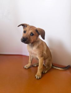 Цуценята в люблячу родину