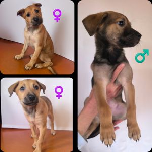 Цуценята в люблячу родину