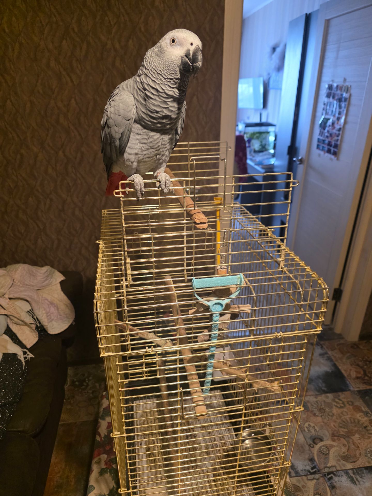 Попугай Жако Борис