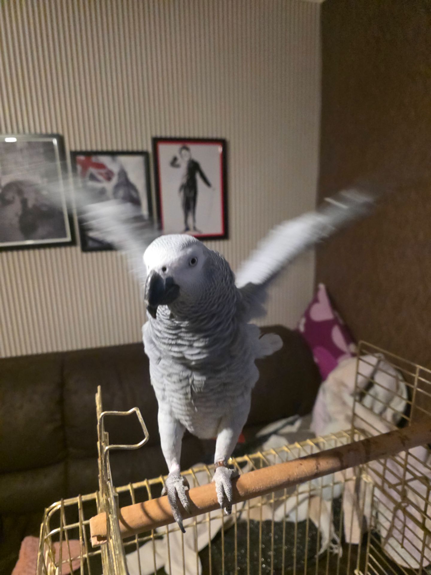 Попугай Жако Борис