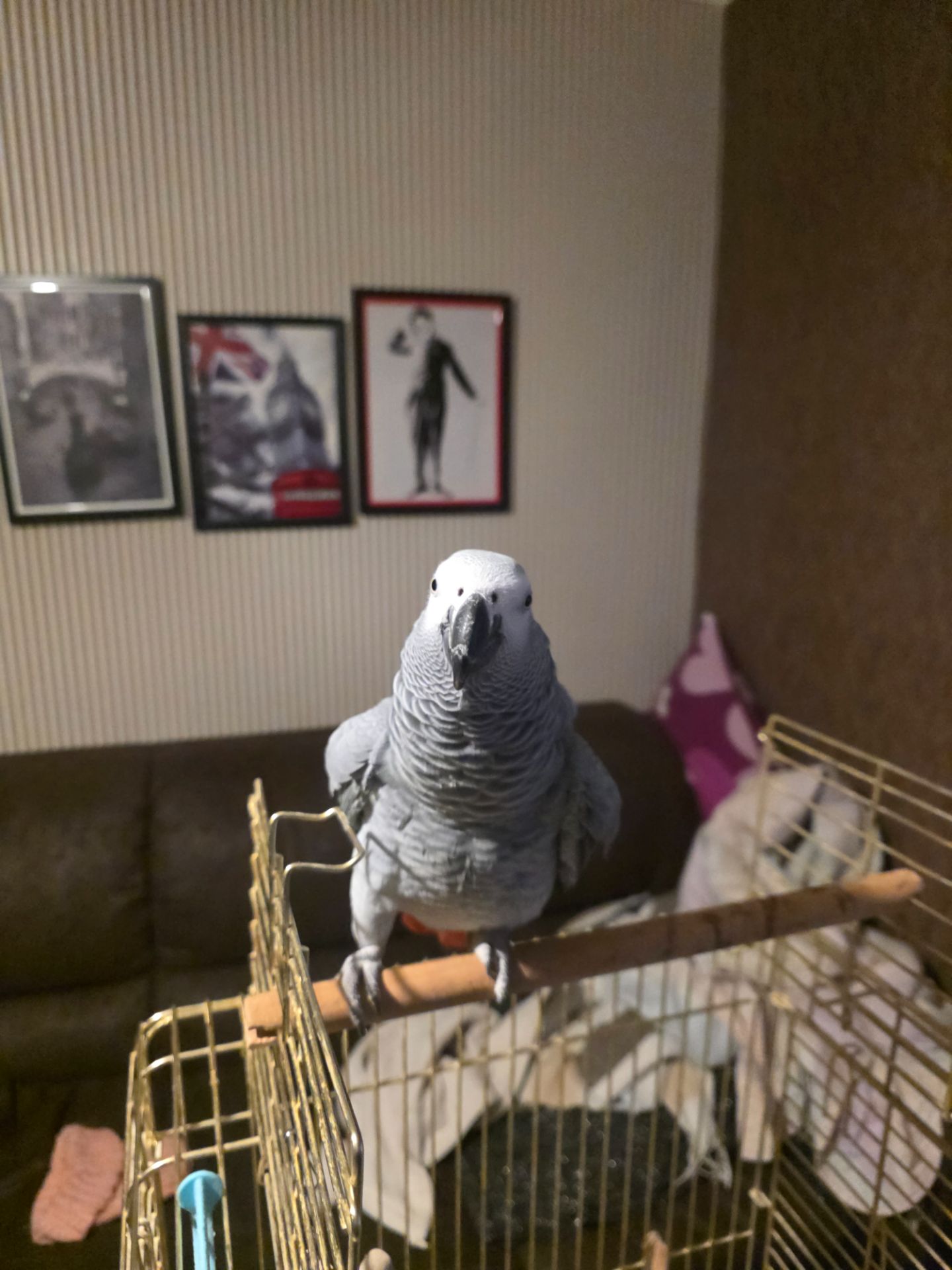 Попугай Жако Борис