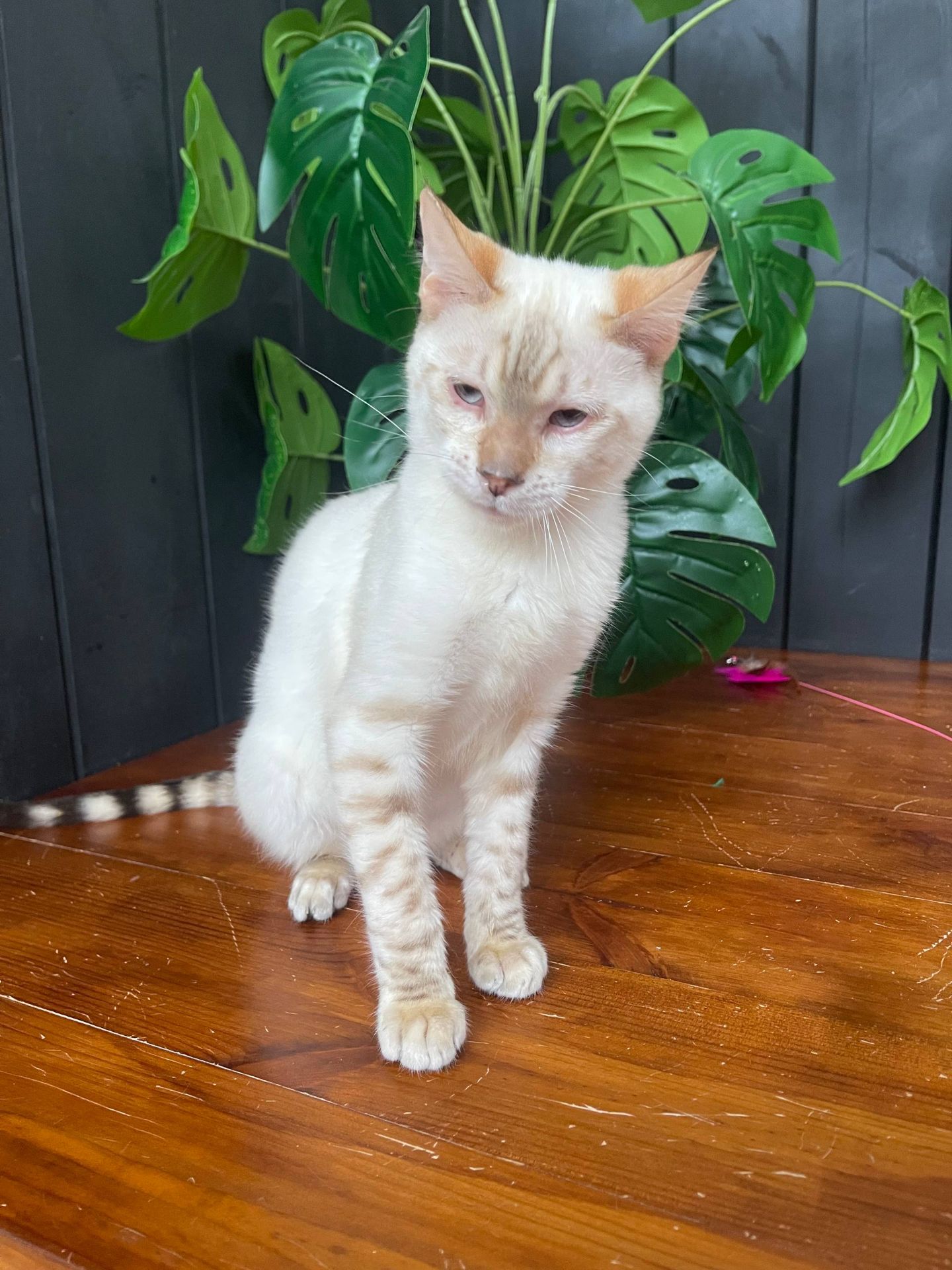 Котик породи Тойгер - Спайк