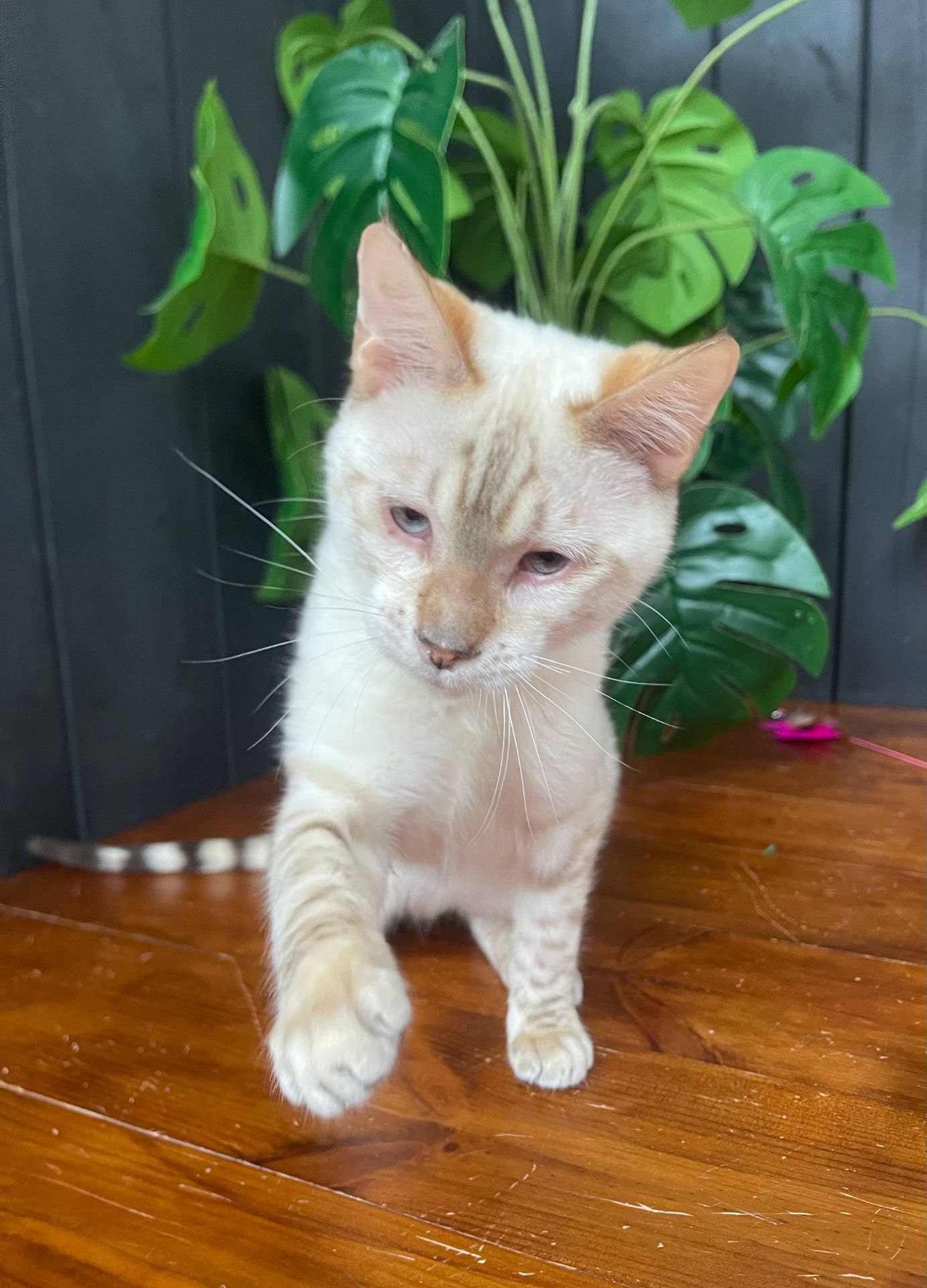 Котик породи Тойгер - Спайк