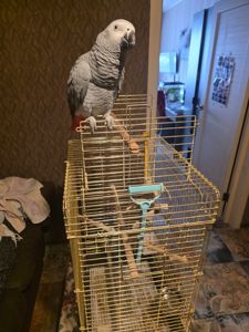 Попугай Жако Борис