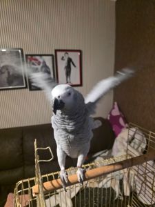 Попугай Жако Борис