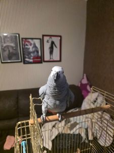 Попугай Жако Борис