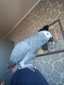 Попугай Жако Борис