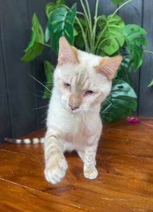 Котик породи Тойгер - Спайк