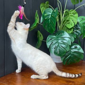 Котик породи Тойгер - Спайк