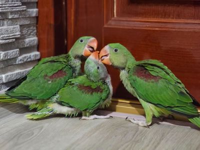 ОЛЕКСАНДРІЙСЬКІ ПАПУГИ РУЧНІ ВИКОРМИШІ