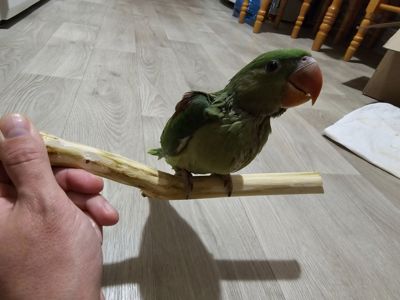 ОЛЕКСАНДРІЙСЬКІ ПАПУГИ РУЧНІ ВИКОРМИШІ