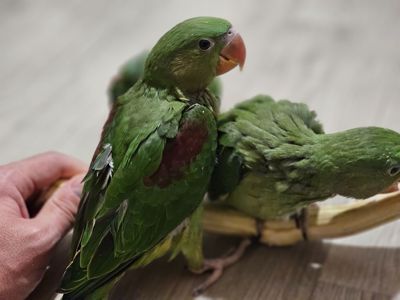 ОЛЕКСАНДРІЙСЬКІ ПАПУГИ РУЧНІ ВИКОРМИШІ